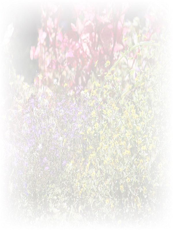 Law of Attraction Card - Image 3