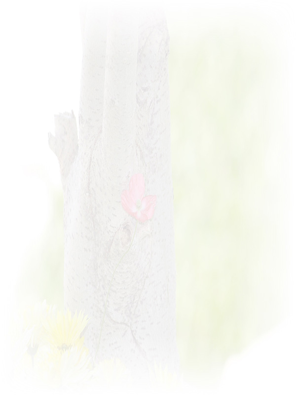 Law of Attraction Card - Image 3