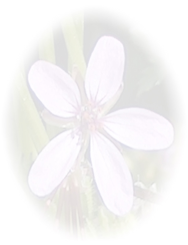 Law of Attraction Card - Image 3