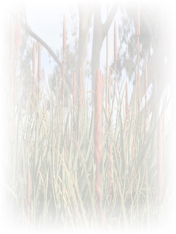 Law of Attraction Card - Image 3