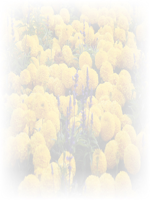 Law of Attraction Card - Image 3