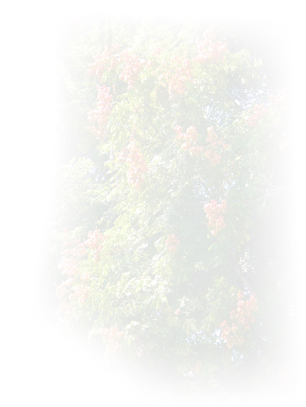 Law of Attraction Card - Image 3