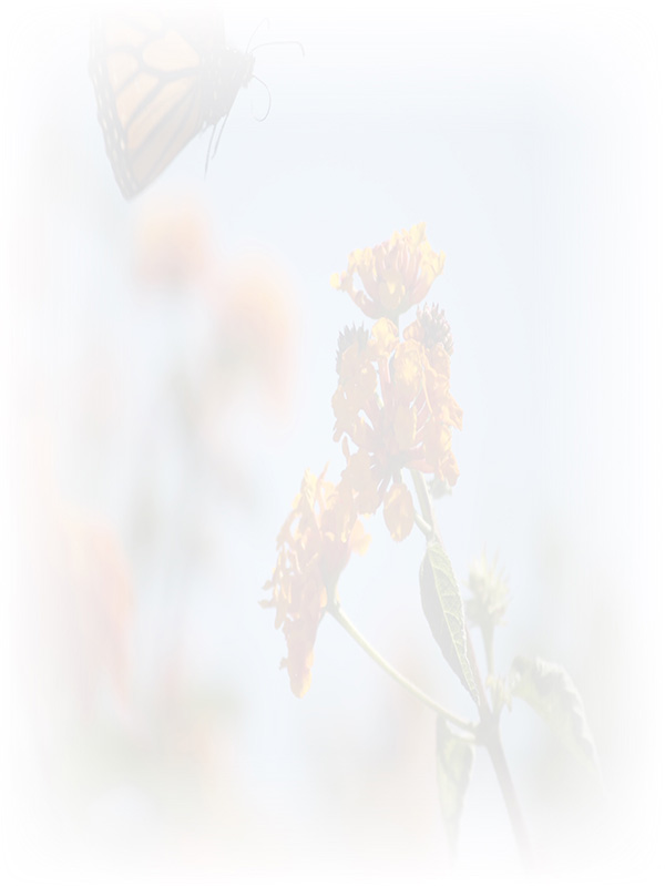 Law of Attraction Card - Image 3