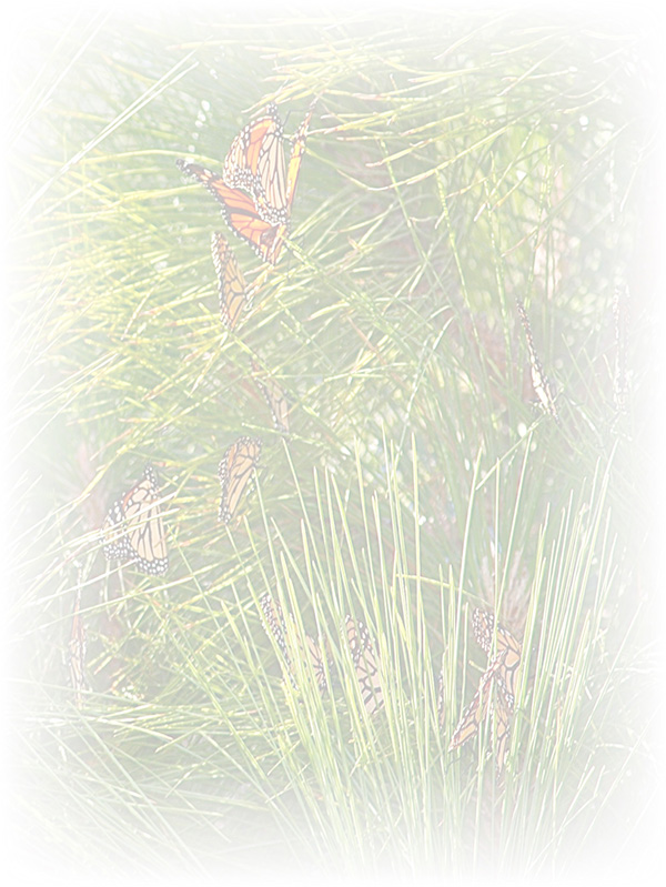 Law of Attraction Card - Image 3