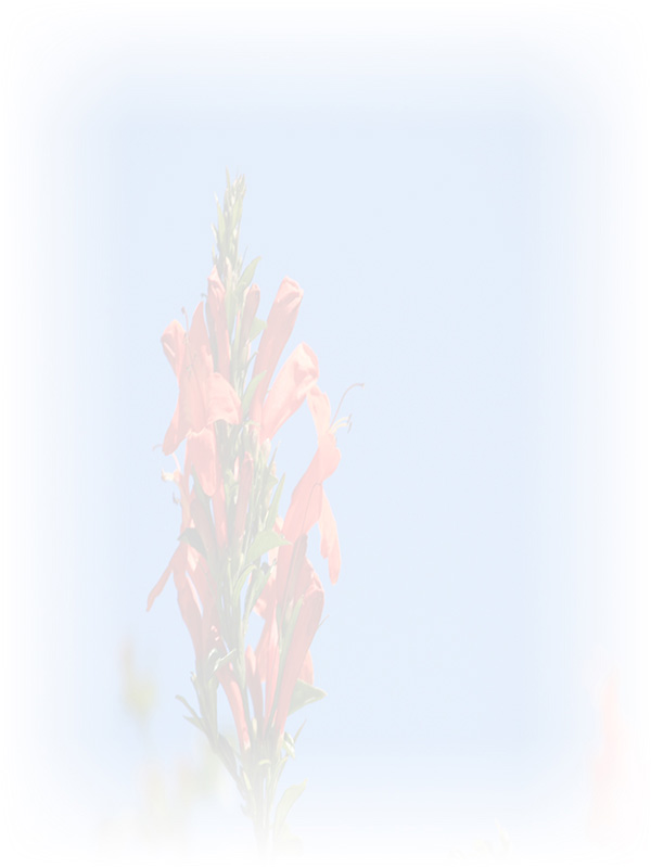 Law of Attraction Card - Image 3