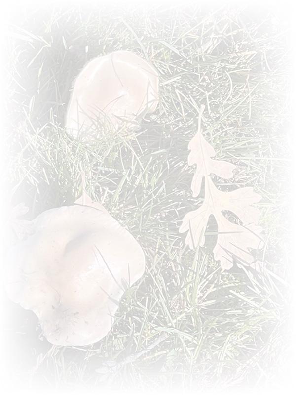 Law of Attraction Card - Image 3