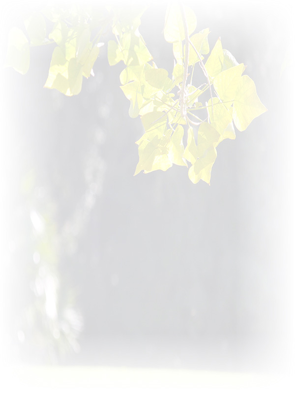 Law of Attraction Card - Image 3