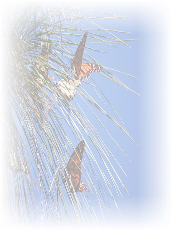 Law of Attraction Card - Image 3