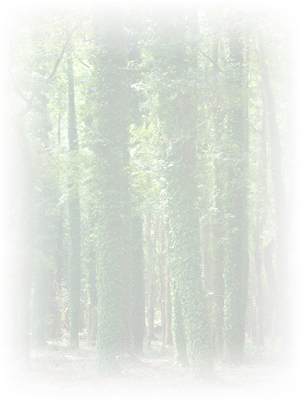 Law of Attraction Card - Image 3
