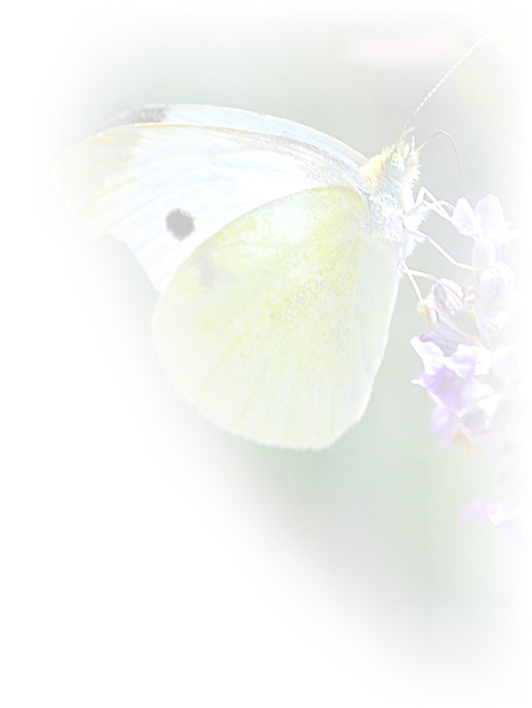 Law of Attraction Card - Image 3
