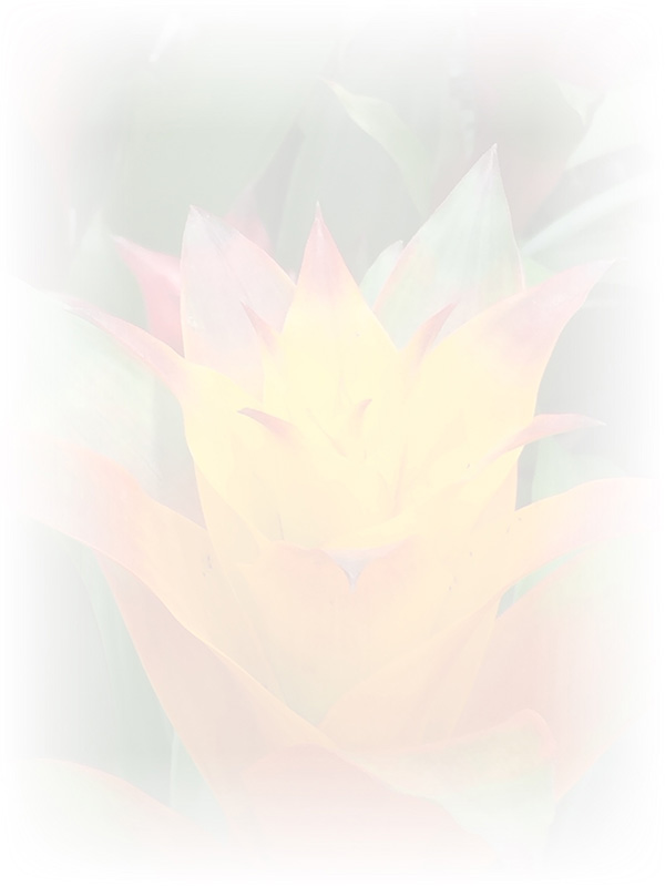Law of Attraction Card - Image 3