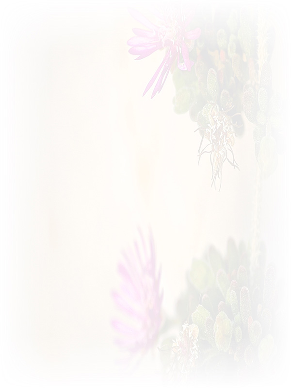 Law of Attraction Card - Image 3