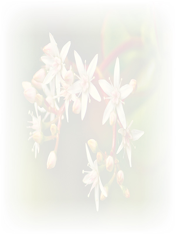 Law of Attraction Card - Image 3