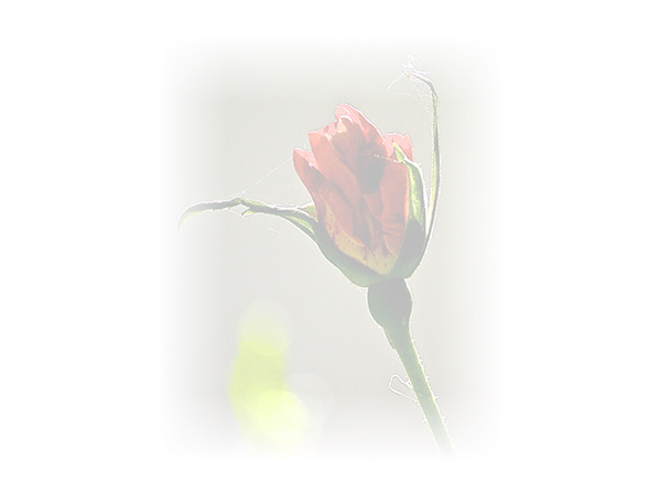 Law of Attraction Card - Image 3