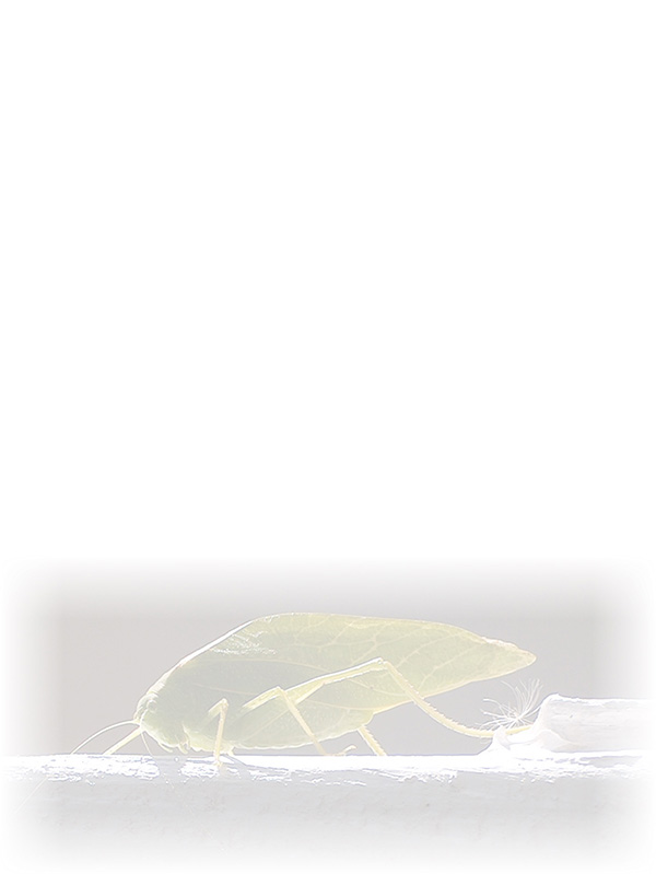Law of Attraction Card - Image 3