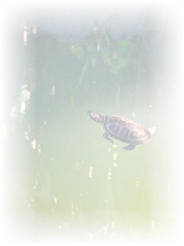 Law of Attraction Card - Image 3