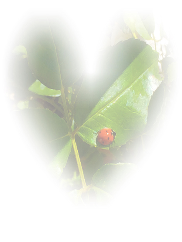 Law of Attraction Card - Image 3