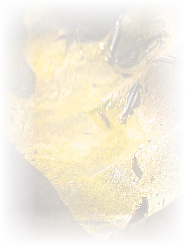 Law of Attraction Card - Image 3
