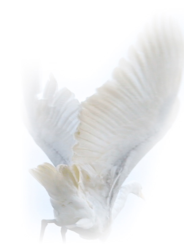 Law of Attraction Card - Image 3