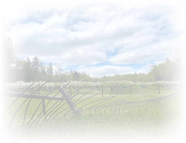 Law of Attraction Card - Image 3